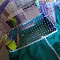 مرغ عشق انگلیسی|پرنده|کرمان, |دیوار