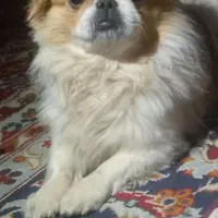 واگذاری سگ پیکینیز|سگ|فارسان, |دیوار