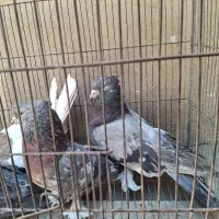 ۴ عدد کبوتر کلکسیونی سرور