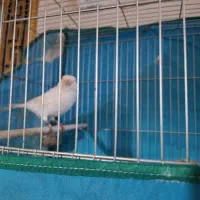 قناری نر معاوضه با سهره نر رسمی