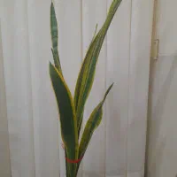 گل گیاه|گل و گیاه طبیعی|سبزوار, قصبه شرقی|دیوار