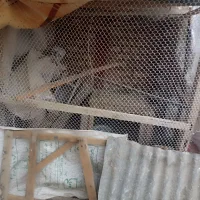 کفتر پولکی ماده گم شده