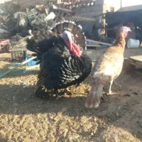 بوفلمون|حیوانات مزرعه|یزد, |دیوار