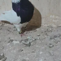 طوقی سیاه نر،ساده سبز نر،کله بادمجان نر