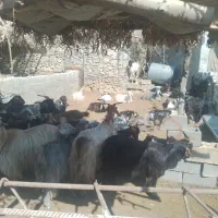 بز گله با کهره ماده داشتی|حیوانات مزرعه|چرام, |دیوار