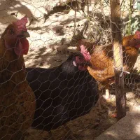 مرغ سیاه