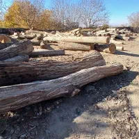 خرید وفروش چوب تنه