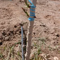 فروش نهال پسته ممتاز در گرگاب|خدمات باغبانی و درختکاری|شاهین‌شهر, گرگاب|دیوار