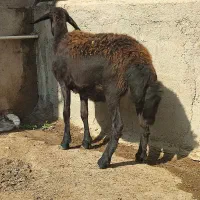 یک عدد توقلی شیشک قوچ خورده