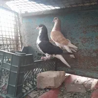 کبوتر
