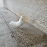 کبوتر کاشانی|پرنده|مسجد سلیمان, |دیوار