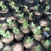 فروش نهال پسته گلدانی