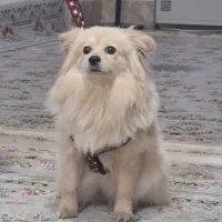 واگذاری سگ پامرروباهی