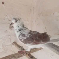 کبوتر|پرنده|قم, هنرستان|دیوار
