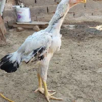 جوجه خروس|حیوانات مزرعه|سلامی, |دیوار