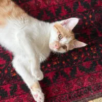 واگذاری گربه رایگان