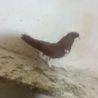 راست سرخ وخوشرنگ سرخ گلدار
