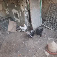 مرغ گلین و مرندی ۳عدد باهم