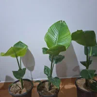 گیاه پرنده بهشتی (نیکولای)