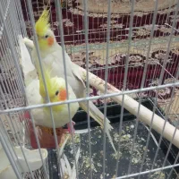 عروس هلندی|پرنده|مشهد, شهید قربانی|دیوار