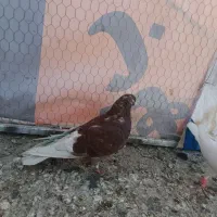 کفتر غریب گیری|پرنده|خاوران, |دیوار