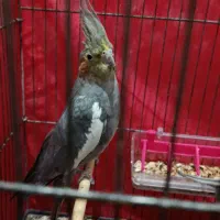 یک عدد جفت عروس پاریس  سرحال و ریتم خون|پرنده|اهواز, کیانشهر|دیوار