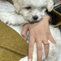 شیتزو عروسکی|سگ|شیراز, محراب|دیوار