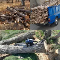 خریدار چوب تر و خشک و هرس کاری با بالاترین قیمت