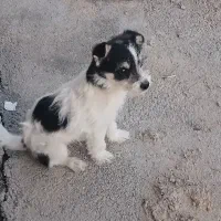 سگ پاکوتاه