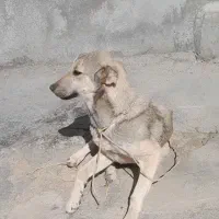 سگ سرابی|سگ|قروه, |دیوار