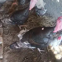 بوقلمون|حیوانات مزرعه|زابل, |دیوار