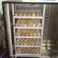 جوجه ۱۰روزه|حیوانات مزرعه|قم, نیروگاه|دیوار