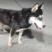 سگ هاسکی سایز کوچیک|سگ|زاینده رود, |دیوار