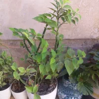 گل طبیعی|گل و گیاه طبیعی|تاکستان, |دیوار