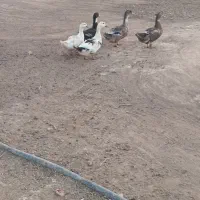 اردک