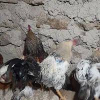 خروس|حیوانات مزرعه|خلخال, |دیوار