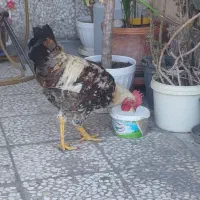 خروس جوان زیبا بلند قد