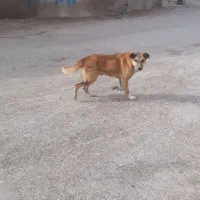 سگی گوسفندی و نگهبانی عالیه