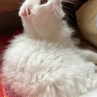 گربه اسکاتیش فولد لانگ هیر