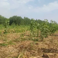 فروش زمین باغی زیرقیمت برای کاشت درخت