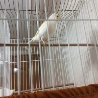 قناری موزایکی|پرنده|رشت, حمیدیان|دیوار