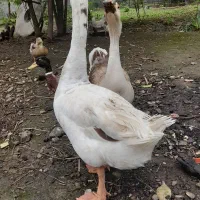 ۵عددقاز|حیوانات مزرعه|احمدسرگوراب, |دیوار