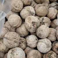 گردو|خوردنی و آشامیدنی|خرم‌آباد, |دیوار