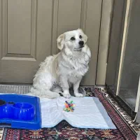 فروش شیتزو پسر