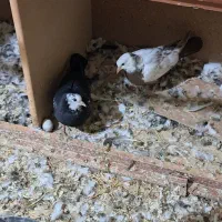 شاهطوطی.گرینچیک.کبوتر.کفتر|پرنده|همدان, |دیوار