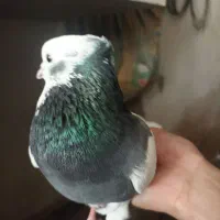 طوقی سبز نر