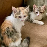 واگذاری تعدادی بچه گربه بسیار زیبای خانگی