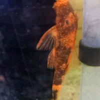 انواع کتفیش سوپر باله و باله کوتاه و شارک|ماهی|شیراز, گلشن|دیوار