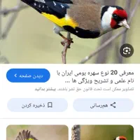 سهره دهندار