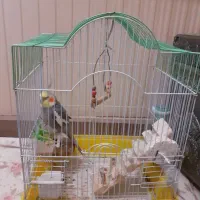 عروس هلندی|پرنده|آستارا, |دیوار